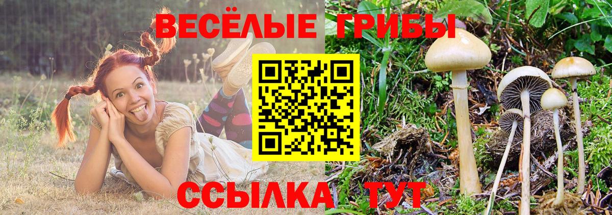 Кулебаки  Галлюциногенные грибы Cubensis  Вход с VPN 